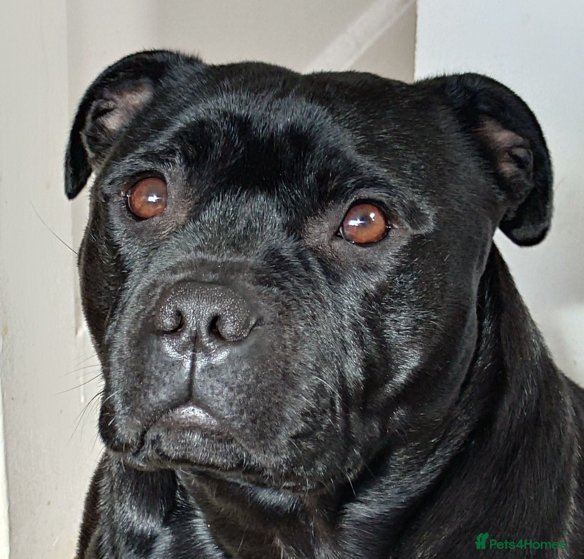 Staffordshire Bull Terrier dogs ExceptionalStaffordshire bull Terrier Puppies - Advert 1