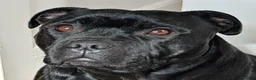 Staffordshire Bull Terrier dogs for sale: ExceptionalStaffordshire bull Terrier Puppies - Advert 1