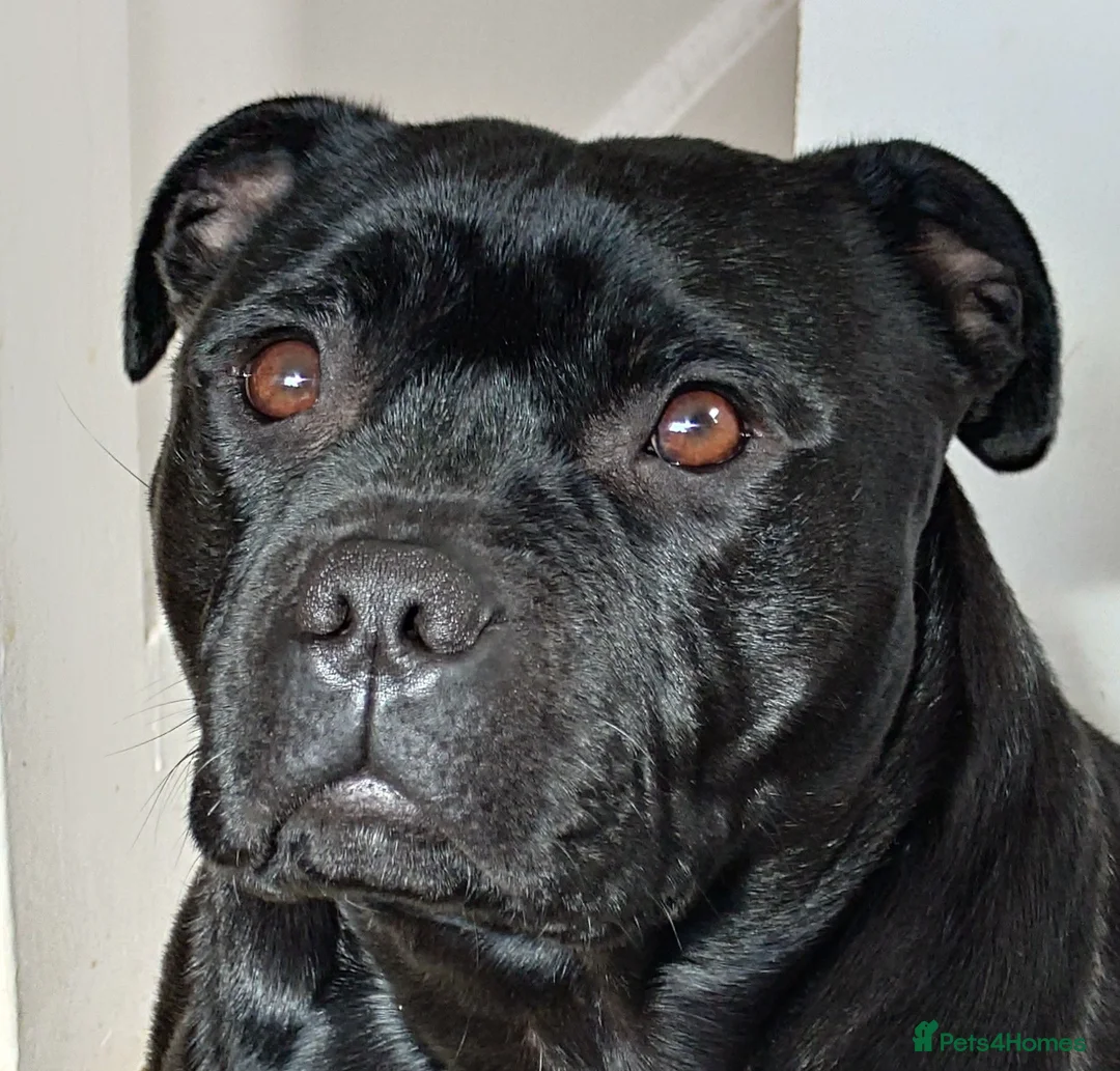 Staffordshire Bull Terrier dogs for sale: ExceptionalStaffordshire bull Terrier Puppies - Advert 1