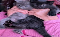 Mixed Breed cats for sale: Beautiful kittens - Image 16