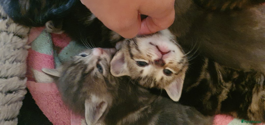 Domestic Shorthair cats for sale: 6 beautiful kitties - Advert 13