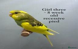 Budgerigars birds for sale: 8 week old Beautiful baby Budgies - Image 1