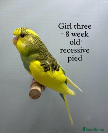 Budgerigars birds - Advert 4
