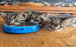 Mixed Breed cats for sale: Beautifully marked kittens - Image 5