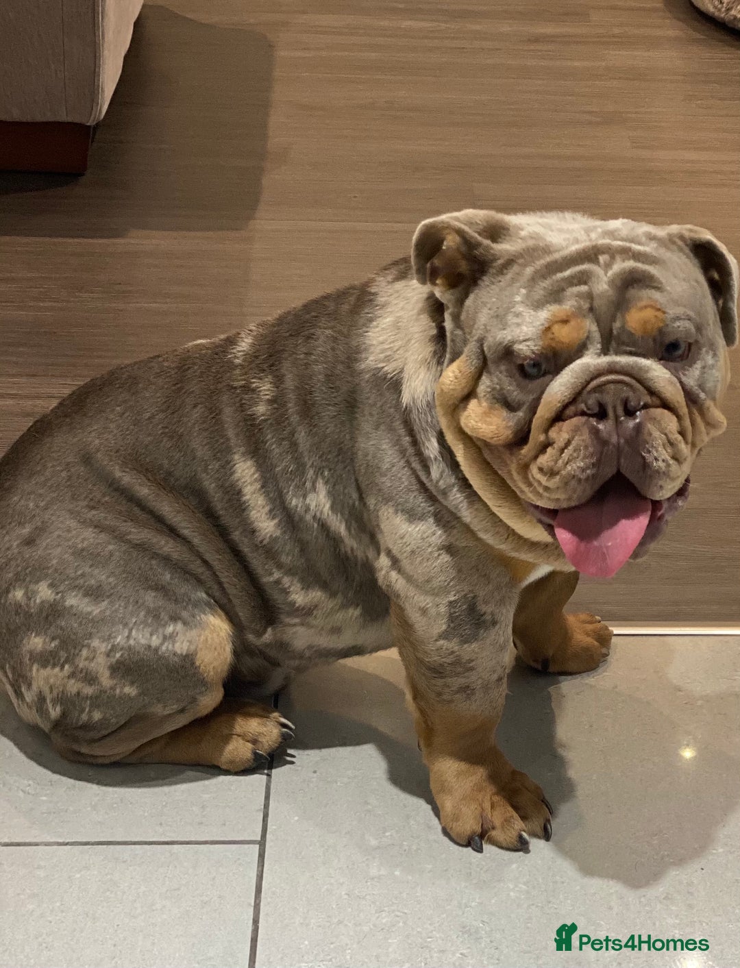 English Bulldog dogs for sale: Adult English bull dog  - Advert 2