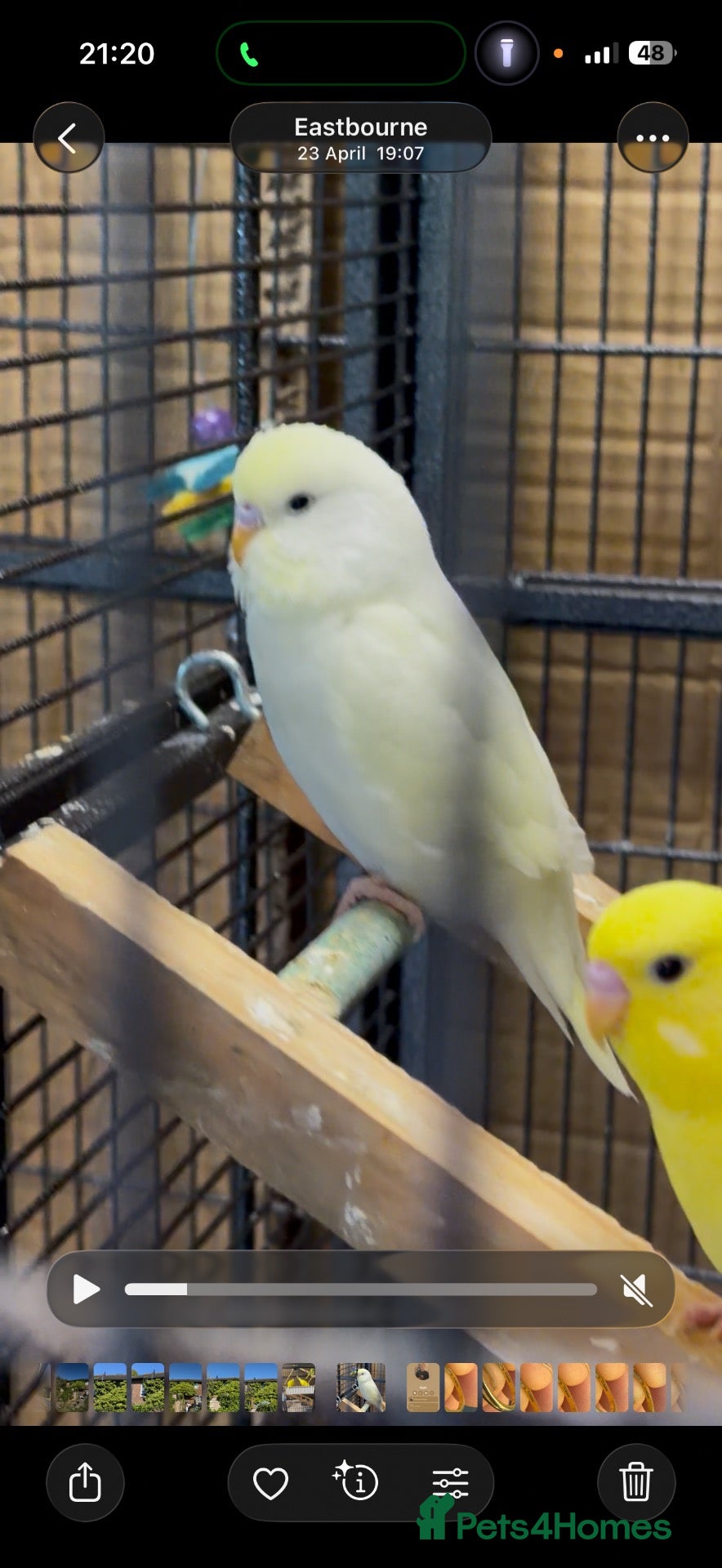 Budgerigars birds Double factor spangle show colour & lutino budgies - Advert 13