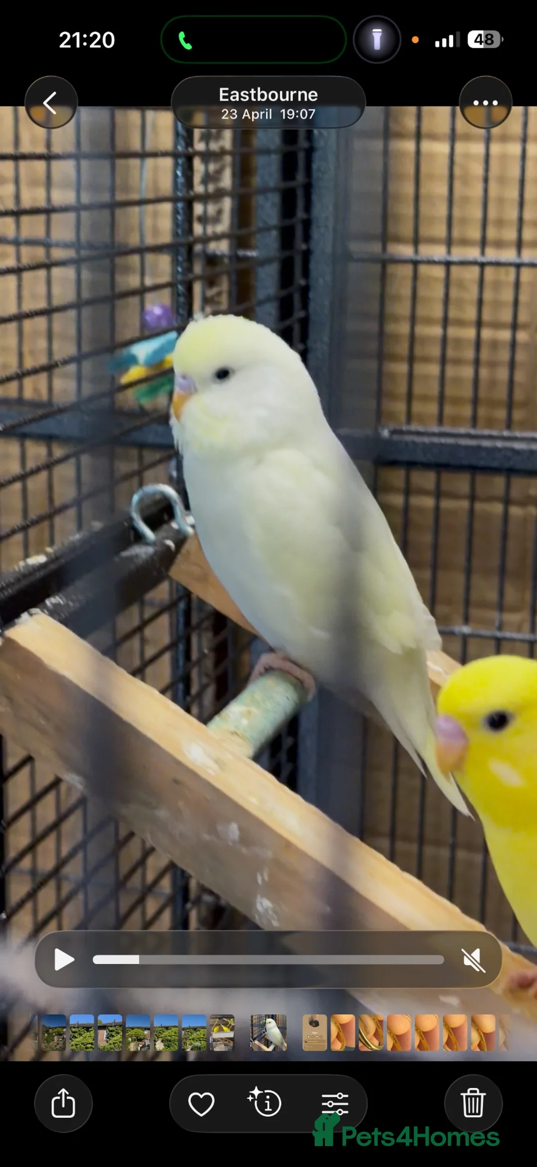 Budgerigars birds for sale: Double factor spangle show colour & lutino budgies - Advert 1