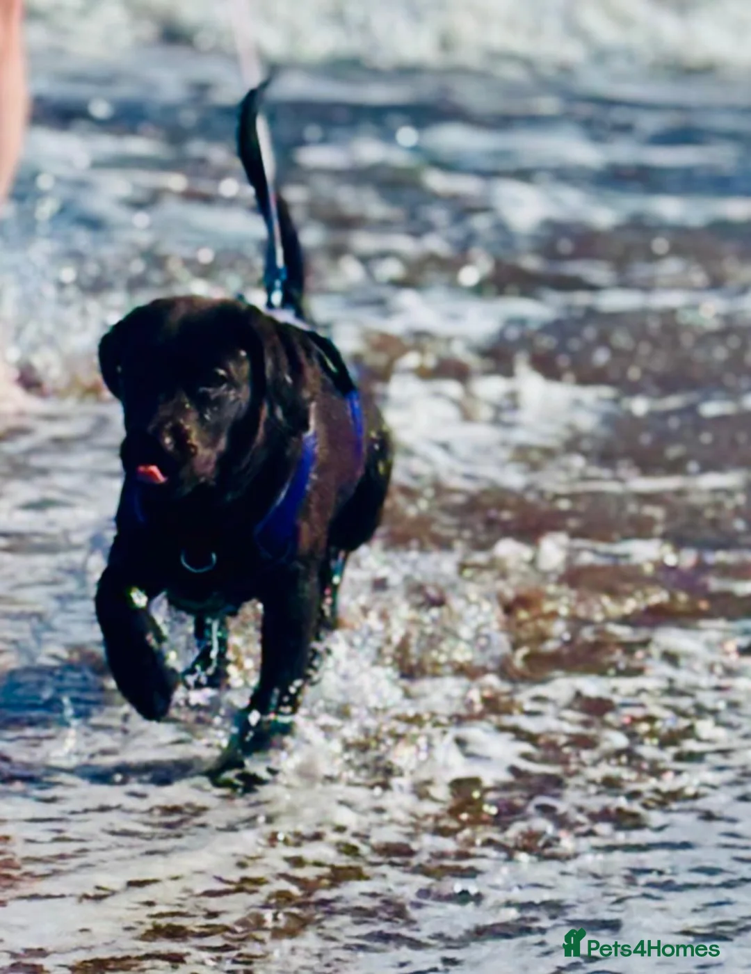 Labrador Retriever dogs for sale: 6 month old pure breed chocolate lab in Exeter - Advert 2