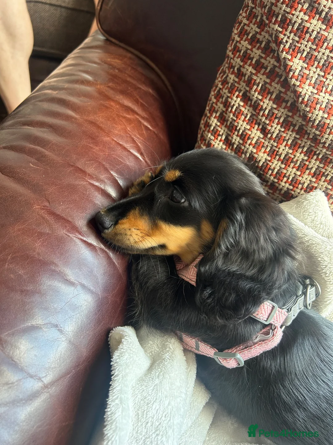 Miniature Dachshund dogs for sale: Black & Tan Longhaired Miniature Dachshund in Glasgow - Advert 7