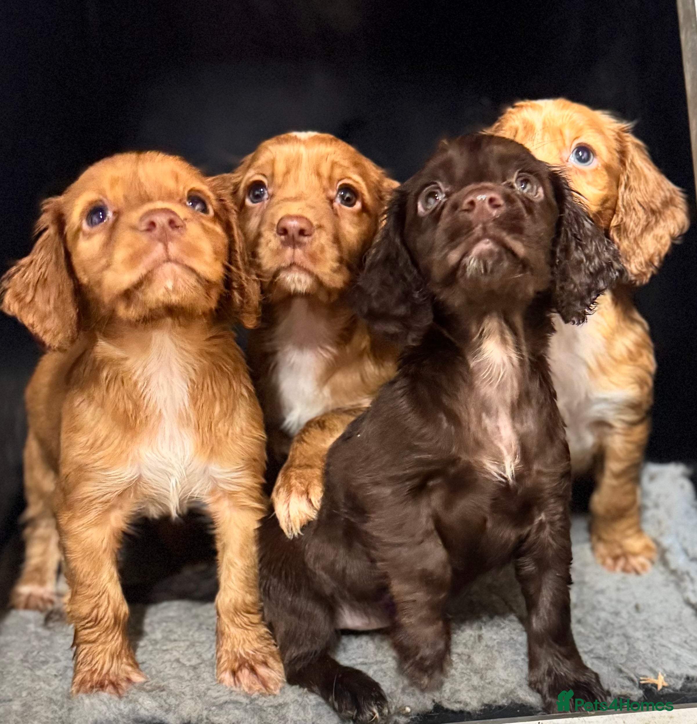 Cocker Spaniel dogs Working Cocker Spaniel  - Advert 13