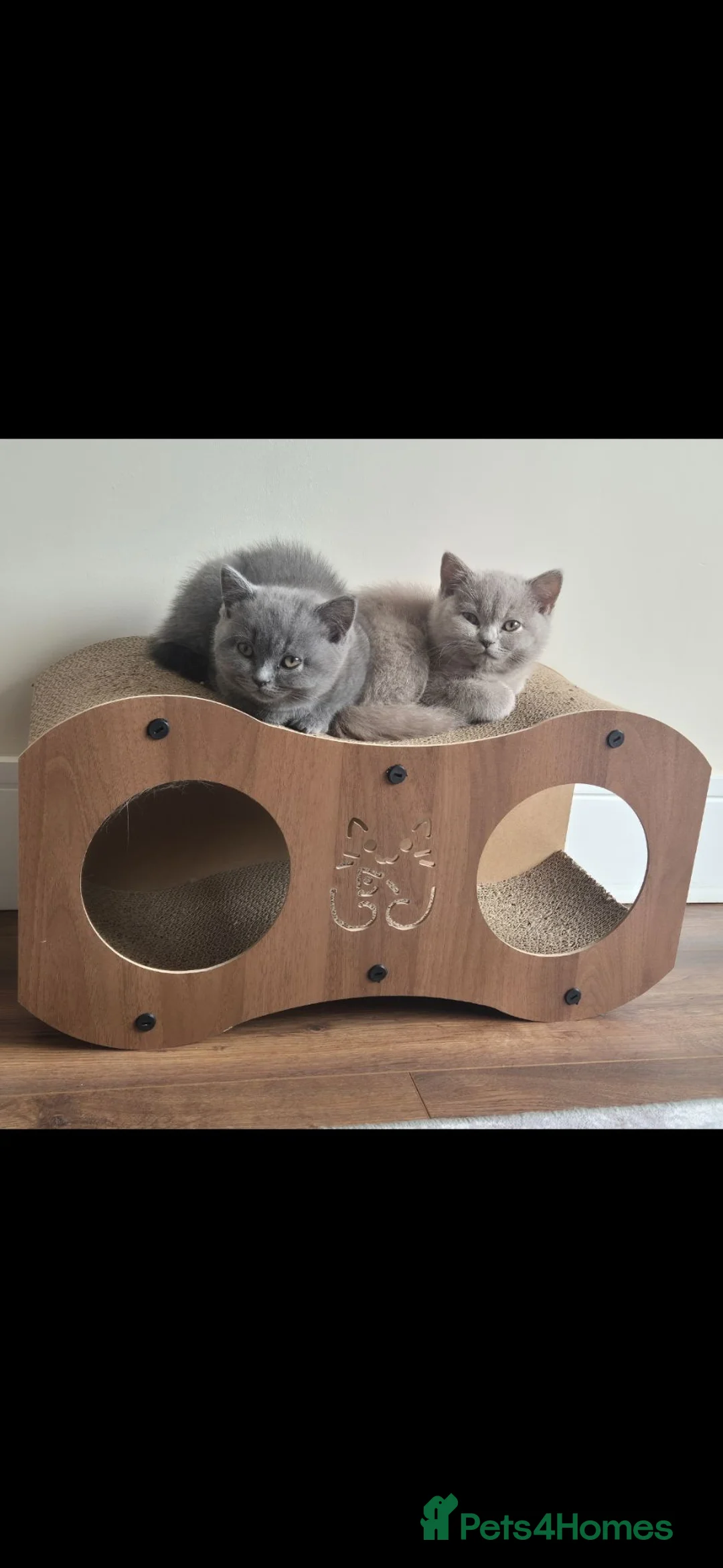 British Shorthair cats for sale: Grey chunky fluffy British short-hair kitten  in Barnsley - Advert 7
