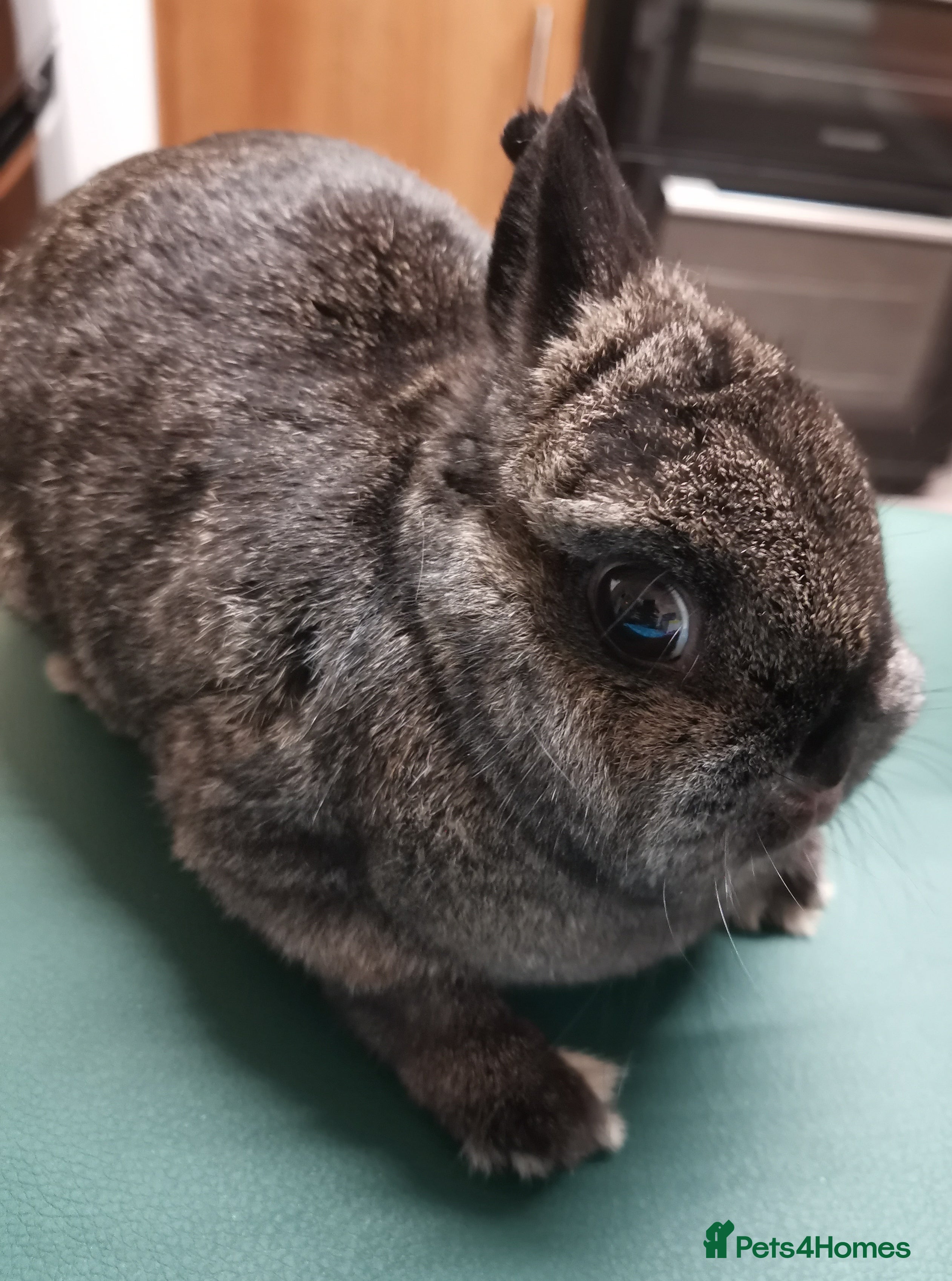 Netherland Dwarf rabbits Netherland Dwarf Rabbit  - Advert 13