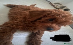 Cavapoo dogs for sale: Health Tested - Toy Cavapoo’s F1b  - Image 11