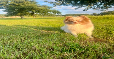 Pomeranian dogs - Advert 8