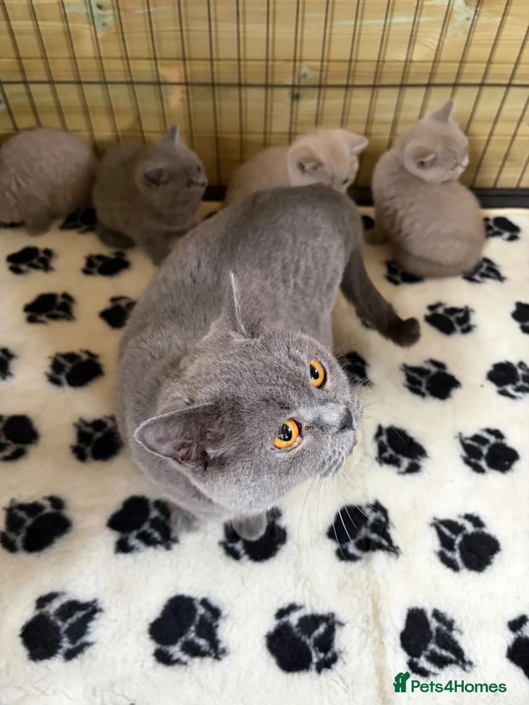 British Shorthair cats for sale: Beautiful pedigree British Shorthair kittens - Advert 1