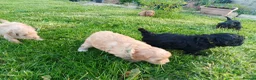 Cavapoo dogs for sale: Beautiful F1B Toy Cavapoo Puppies - Advert 12