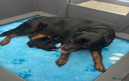 Rottweiler dogs for sale: 2 Stunning KC Pups Health Tested Parents  - Image 7