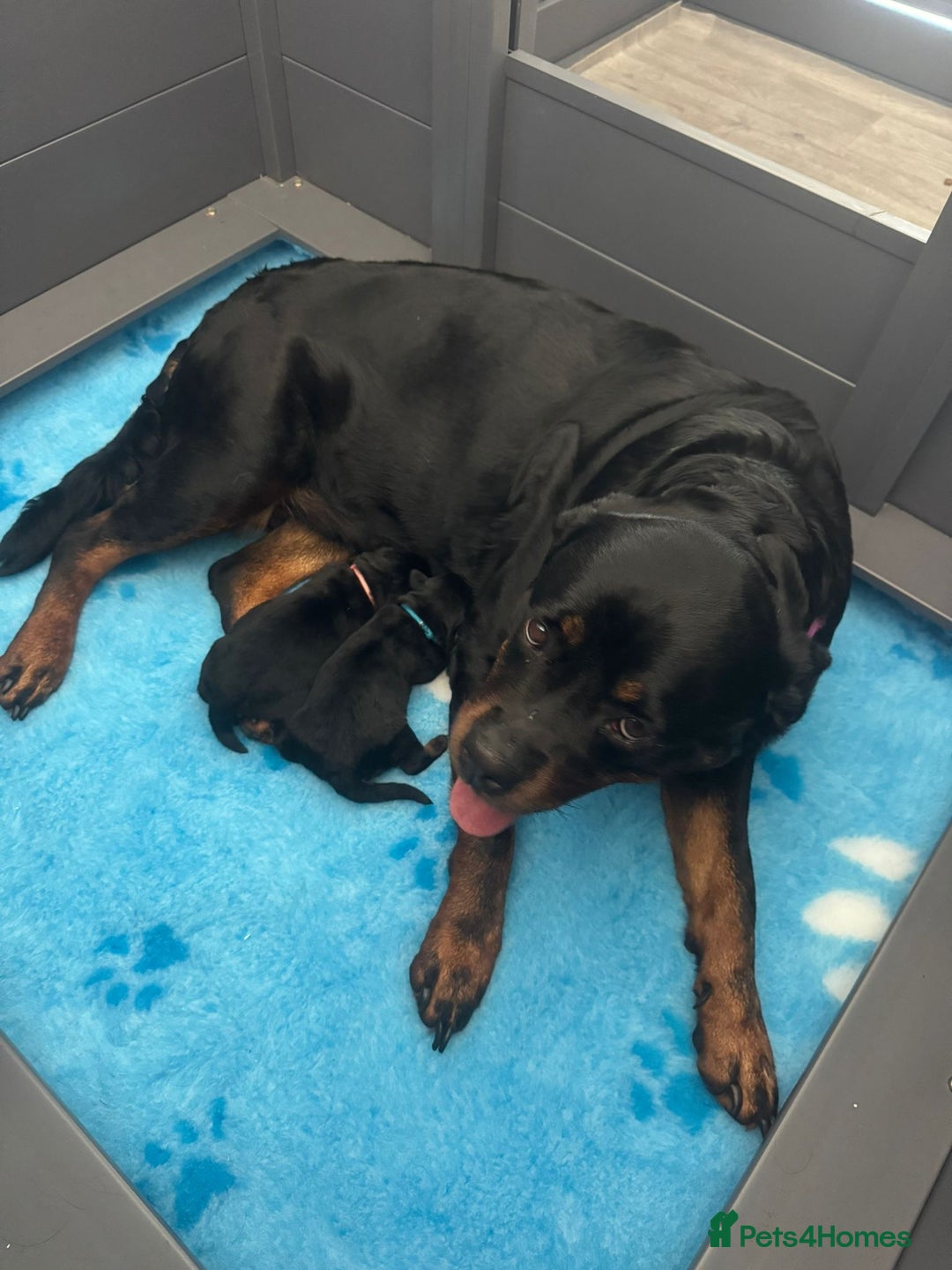 Rottweiler dogs for sale: 2 Stunning KC Pups Health Tested Parents  - Image 7