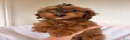 Cockapoo dogs for sale: LICENSED BREEDER HEALTH TESTED COCKAPOOS - Advert 8
