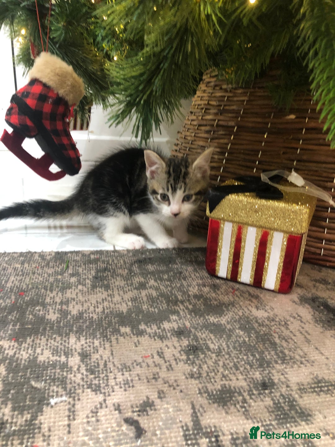 Mixed Breed cats for sale: 4 Lovely kittens for sale  - Advert 18