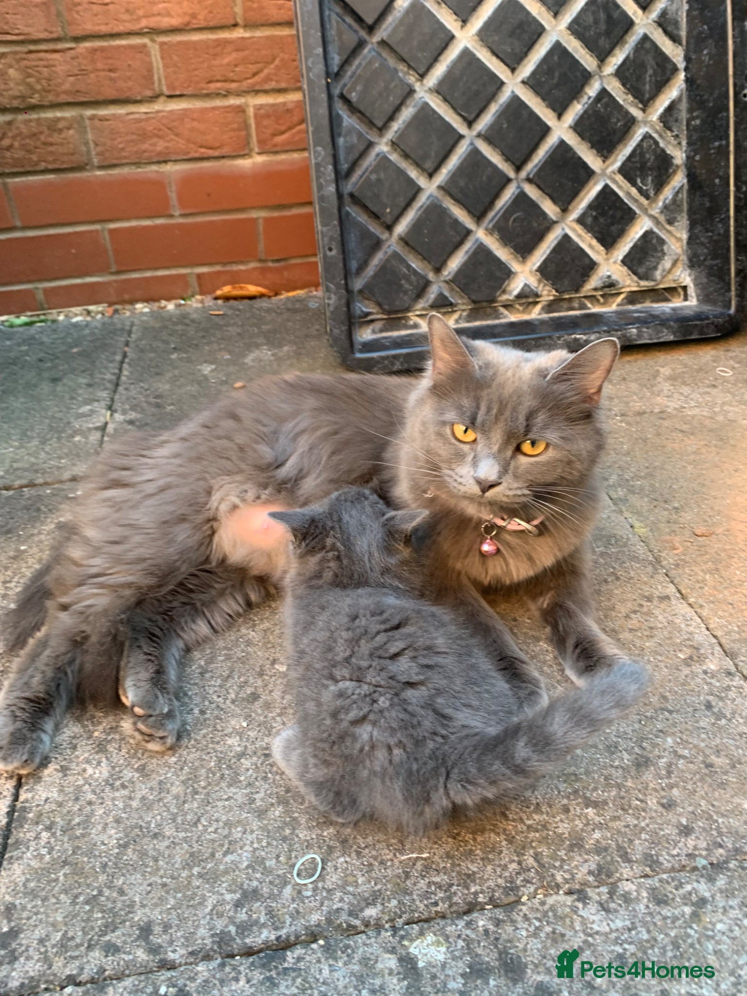 Mixed Breed cats 💕Beautiful grey kittens - 12th May💕 - Advert 2