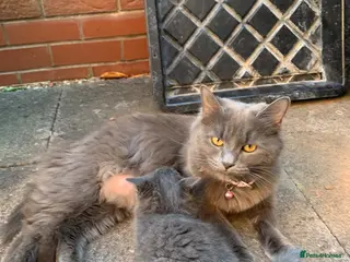 Mixed Breed cats 💕Beautiful grey kittens - 12th May💕 - Advert 3