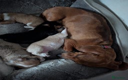 Chiweenie dogs for sale: 5 gorgeous Chiweenie puppies - Image 8