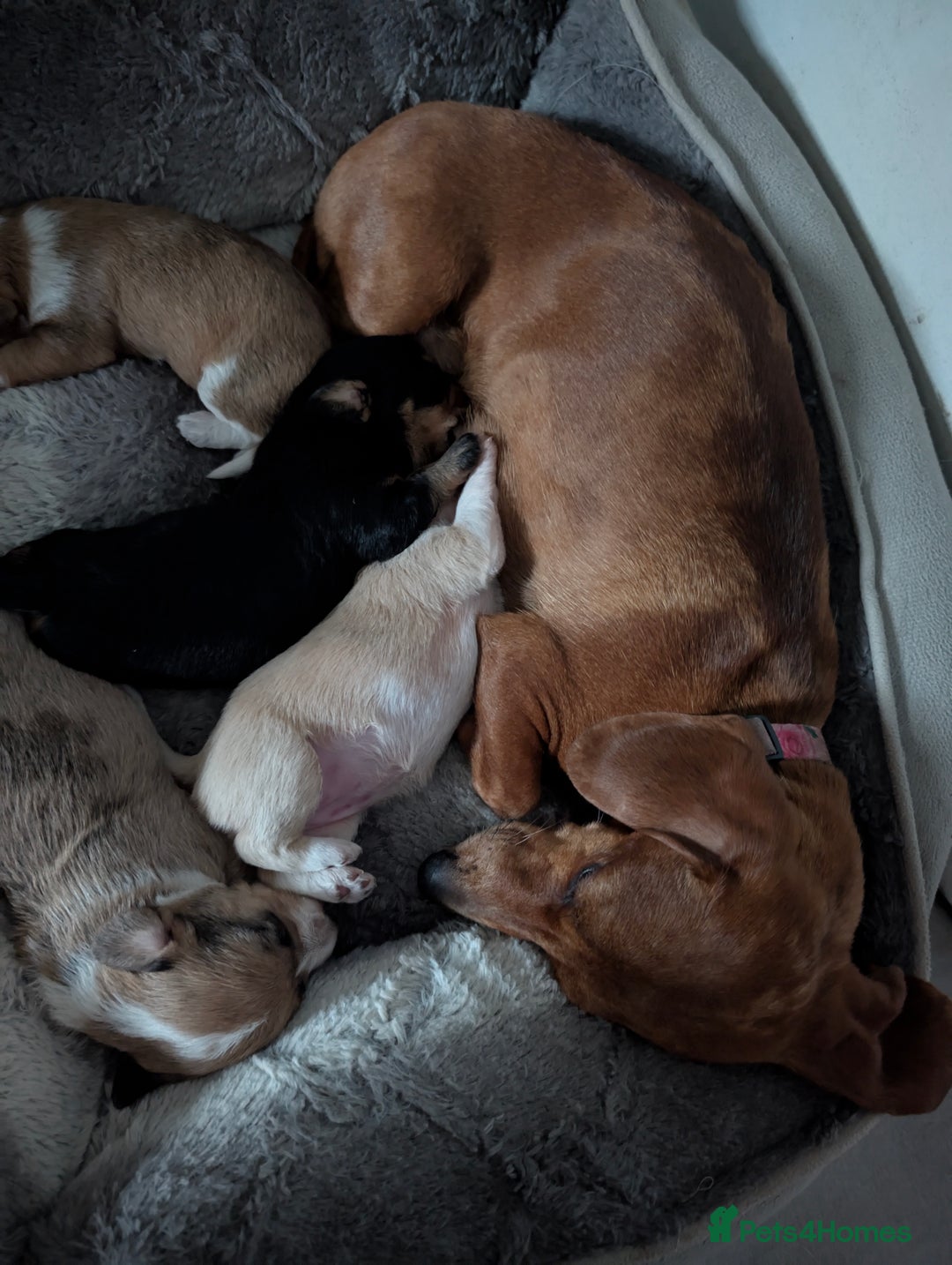 Chiweenie dogs for sale: 5 gorgeous Chiweenie puppies - Image 8