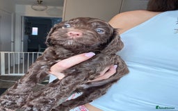 Cockapoo dogs for sale: Merle, Tri& Chocolate f2 Cockapoos (8boys 3girls!) - Image 9