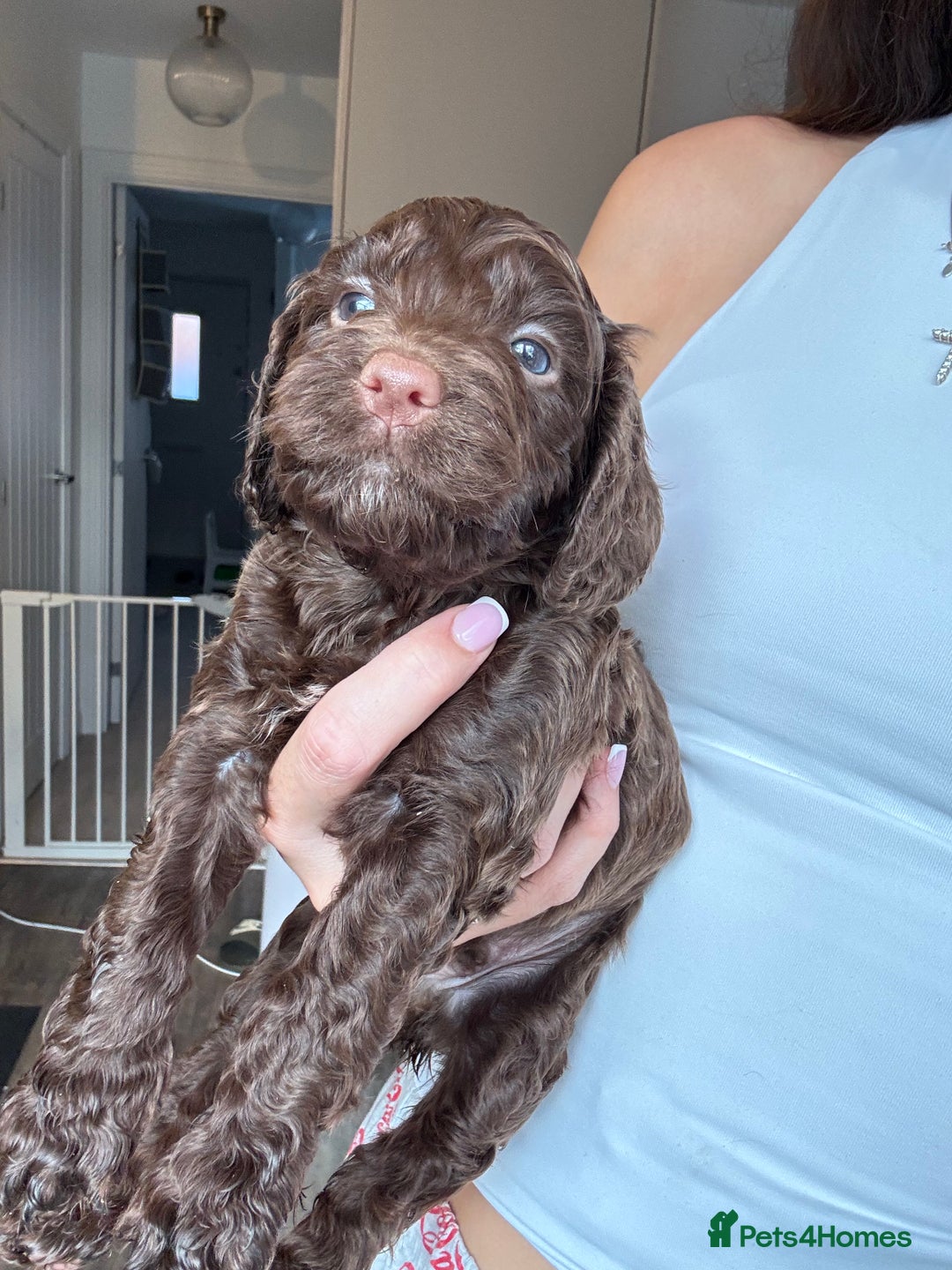 Cockapoo dogs for sale: Merle, Tri& Chocolate f2 Cockapoos (8boys 3girls!) - Image 9