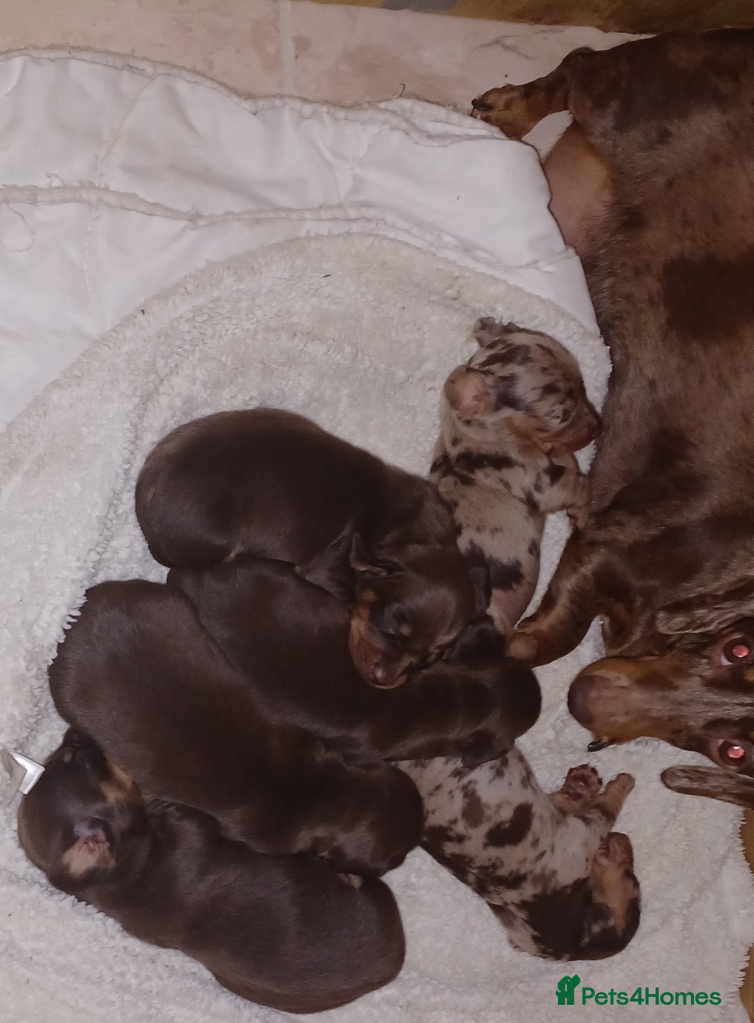 Miniature Dachshund dogs for sale: Chocolate Tan boy left - Image 12
