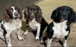 English Springer Spaniel dogs for sale: Springer spaniel puppies for sale  - Image 27