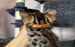 Bengal cats for sale: 🐆✨[REDUCED TO CLEAR!!] LAST THREE PURE BENGAL’S❤️ - Image 23