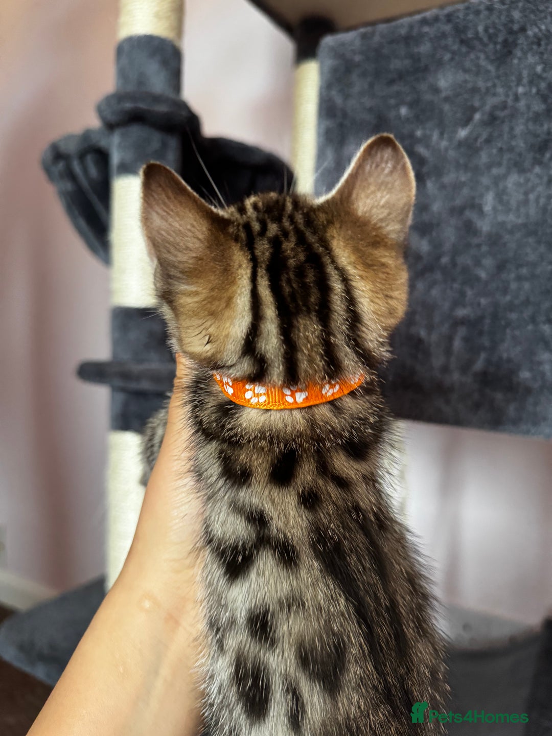 Bengal cats for sale: 🐆✨[REDUCED TO CLEAR!!] LAST THREE PURE BENGAL’S❤️ - Image 23