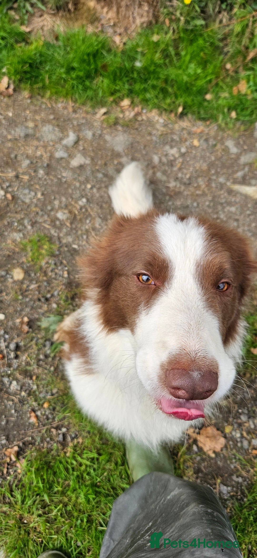 Border Collie dogs for sale: Border collies - Image 3