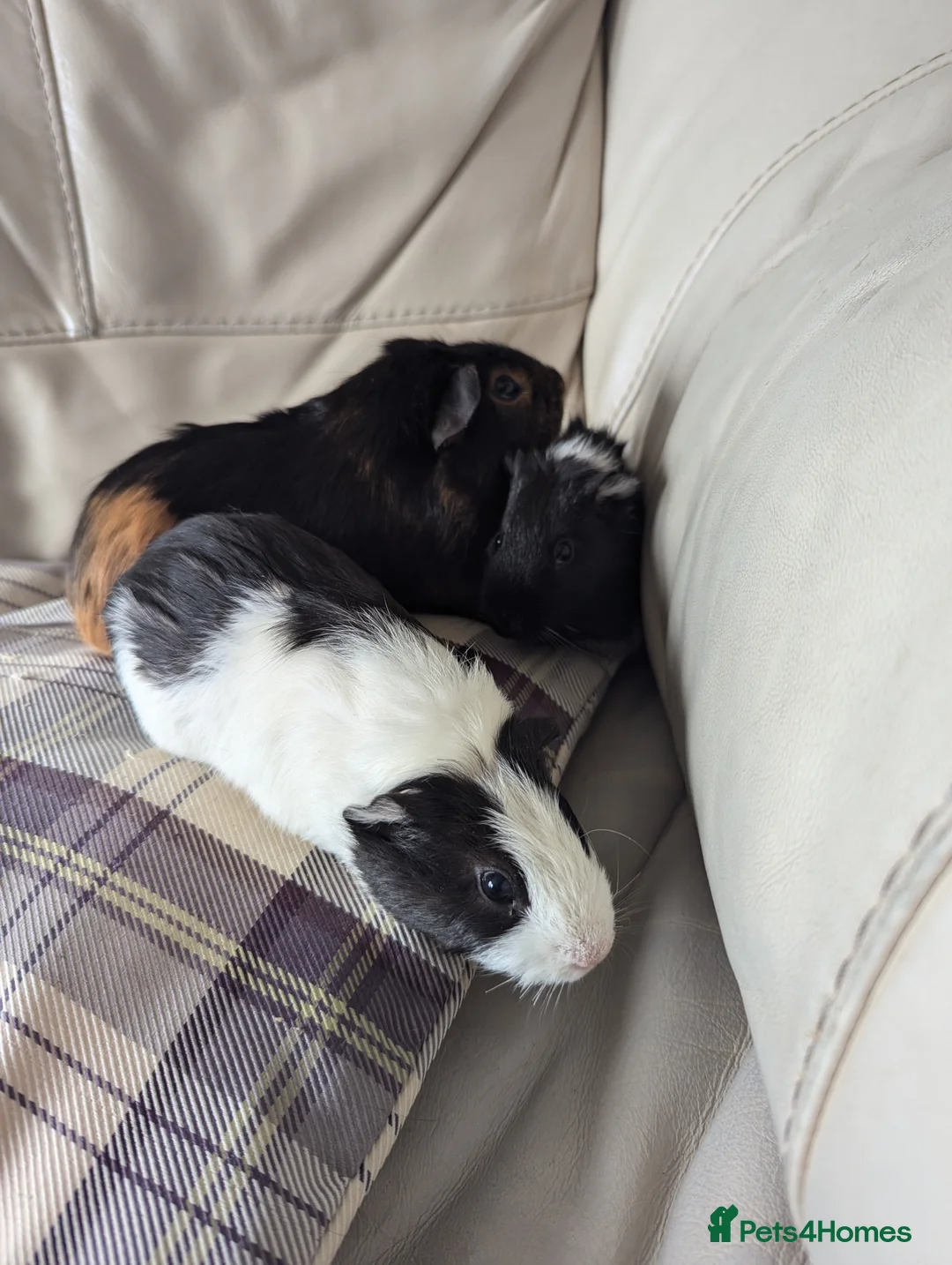 Guinea Pig rodents for sale: Baby boy guinea pigs - Advert 2