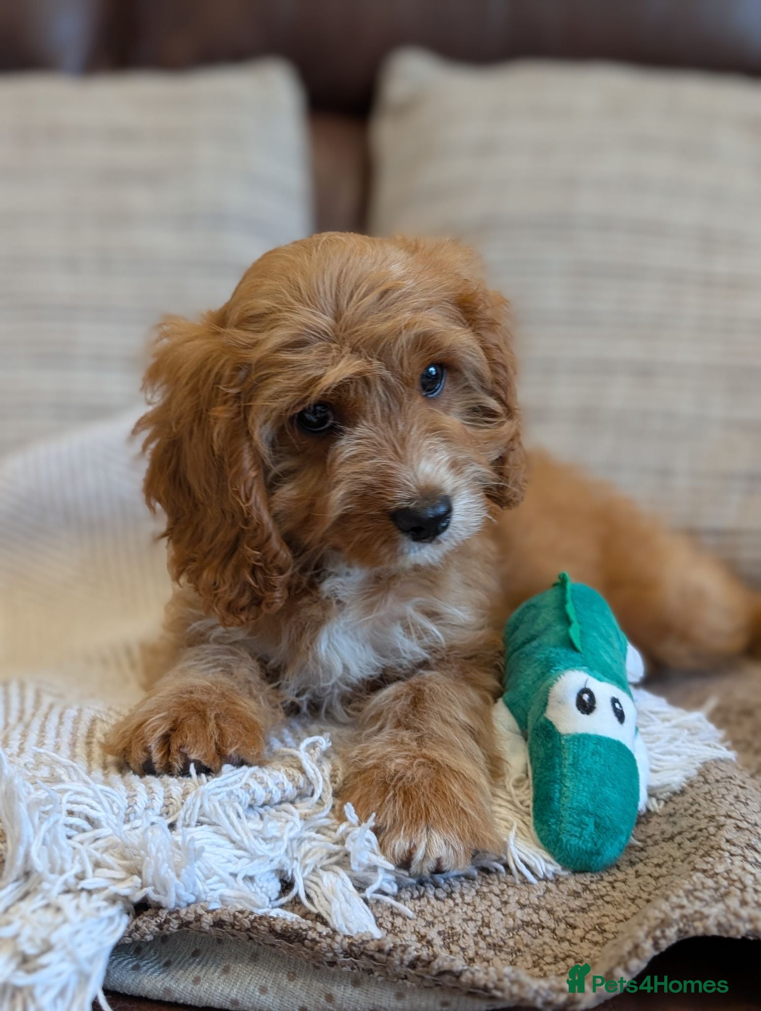 Cavapoo dogs ⭐⭐⭐⭐⭐ F1 Cavapoo puppies Health tested parents.  - Advert 2