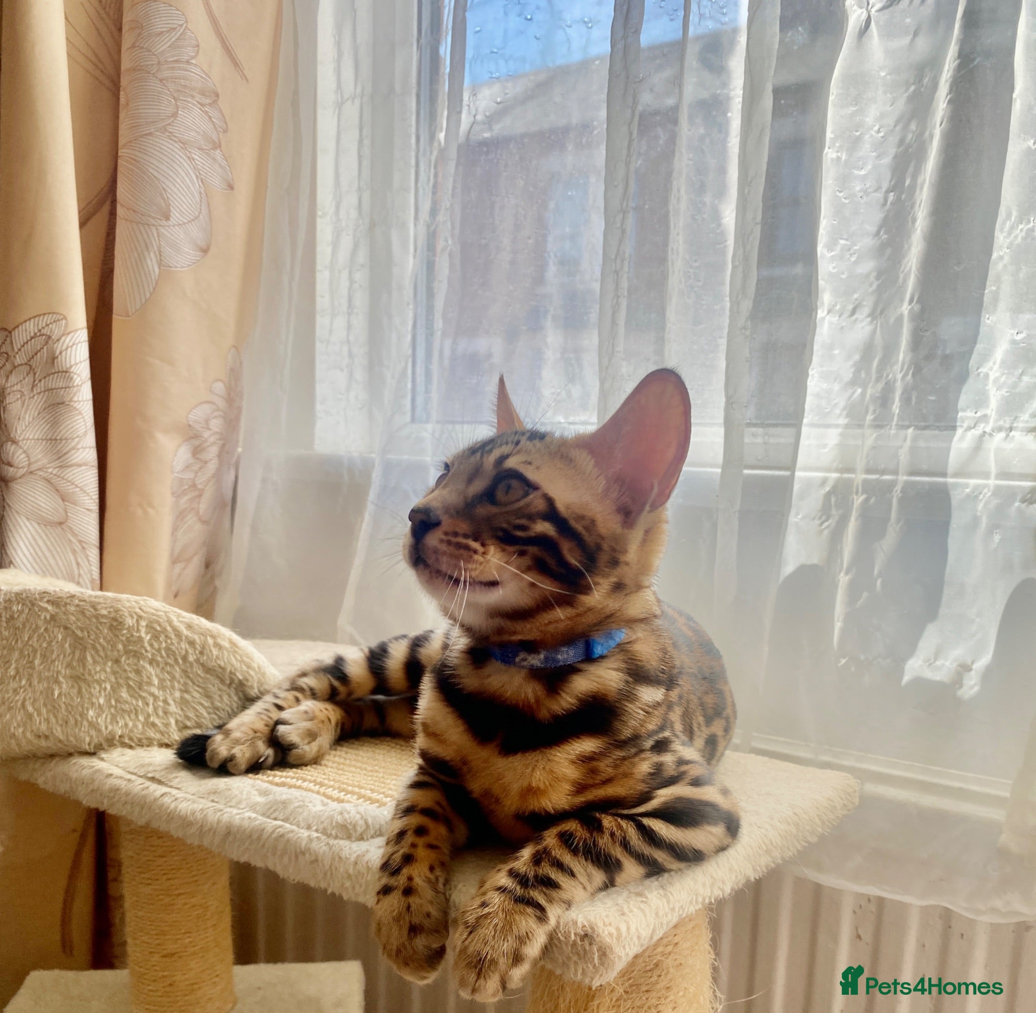 Bengal cats ✨✨ TICA BENGAL kittens READY ✨😸😻 - Advert 2