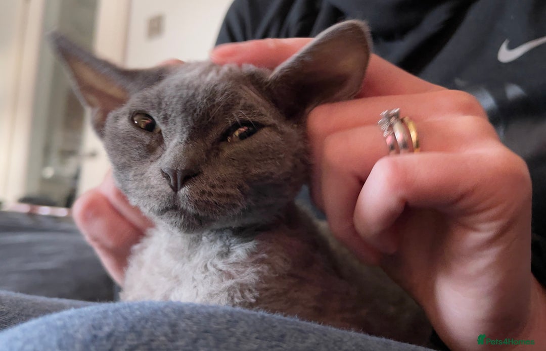 Devon Rex cats for sale: 14 Week Old Devon Rex Kitten Rehome - Image 3