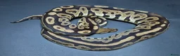 Python Snake reptiles for sale: Ball Pythons - Advert 7