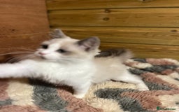 Ragdoll cats for sale: Tica Cherubim ragdoll kittens ready now  - Image 24