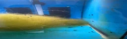 Shrimps fish for sale: Neocaridina shrimp  in Snodland - Advert 1