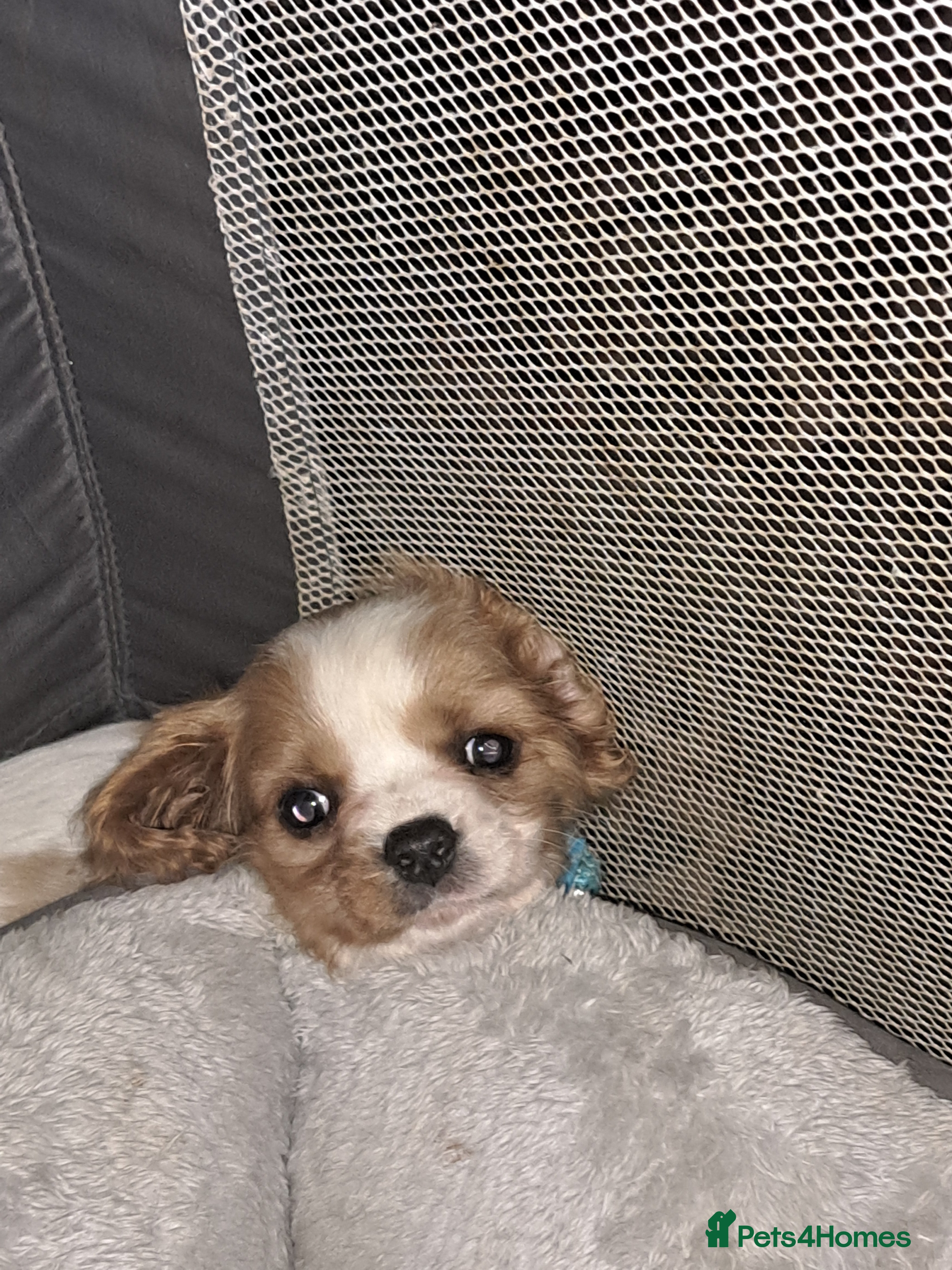 Cavalier King Charles Spaniel dogs For sale  - Advert 11