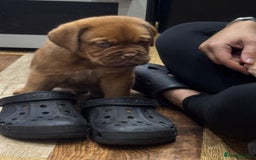 Dogue De Bordeaux dogs for sale: Dogue De Bordeaux Puppies - Image 5