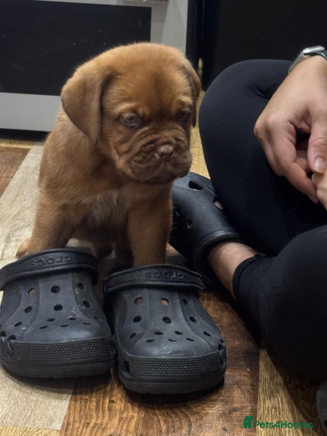 Dogue De Bordeaux dogs for sale: Dogue De Bordeaux Puppies - Image 5
