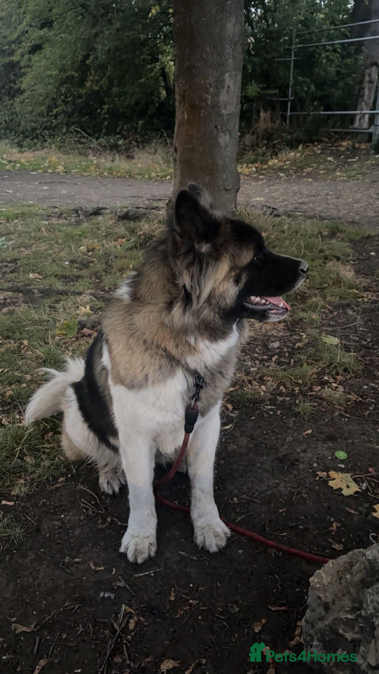 Mixed Breed dogs American Akita X 1/4 Gsd dog for sale - Advert 9