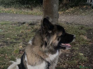 Mixed Breed dogs American Akita X 1/4 Gsd dog for sale - Advert 18