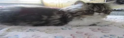 Persian cats for sale: Lovely Persian Female Kitten - Advert 8