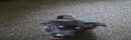 Shepsky dogs for sale: 9 shepsky puppies  - Advert 17
