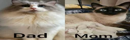 Ragamese cats for sale: Siamese x Ragdoll {Ragamese} kittens - Advert 7